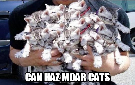 Moar Cats Plz